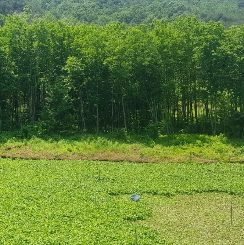 근덕농협,근덕농업협동조합,건곤드레,돌미역,누룽지,어른간식,간단식사,우리곡간식품,면역강화,기관지에좋은차,즙,기관지건강,목관리,목에좋은차,기타건강즙백도라지즙,백도라지청,햅쌀,삼척 건곤드레,자연산 돌미역,곤드레,동해안 돌미역, 고소한 누룽지,삼척 백도라지,맑은쌀,쌀4kg,10kg,20kg,건나물,건곤드레 건나물