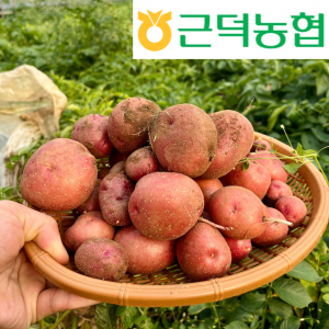 [근덕농협] 강원도 햇감자 홍감자 홍영, 카스테라감자 서홍 5kg 10kg 20kg