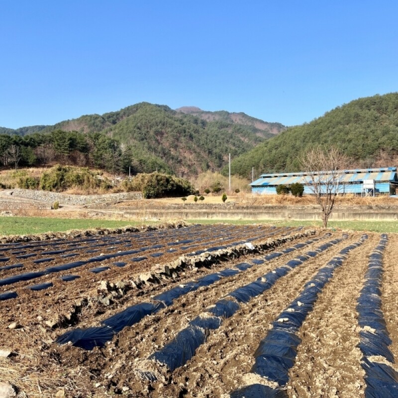 근덕농협,근덕농업협동조합,건곤드레,돌미역,누룽지,어른간식,간단식사,우리곡간식품,면역강화,기관지에좋은차,즙,기관지건강,목관리,목에좋은차,기타건강즙백도라지즙,백도라지청,햅쌀,삼척 건곤드레,자연산 돌미역,곤드레,동해안 돌미역, 고소한 누룽지,삼척 백도라지,맑은쌀,쌀4kg,10kg,20kg,건나물,건곤드레 건나물