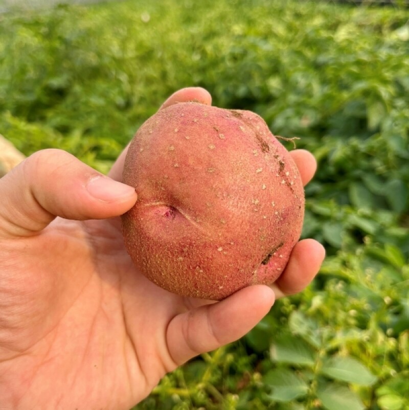 근덕농협,근덕농업협동조합,건곤드레,돌미역,누룽지,어른간식,간단식사,우리곡간식품,면역강화,기관지에좋은차,즙,기관지건강,목관리,목에좋은차,기타건강즙백도라지즙,백도라지청,햅쌀,삼척 건곤드레,자연산 돌미역,곤드레,동해안 돌미역, 고소한 누룽지,삼척 백도라지,맑은쌀,쌀4kg,10kg,20kg,건나물,건곤드레 건나물