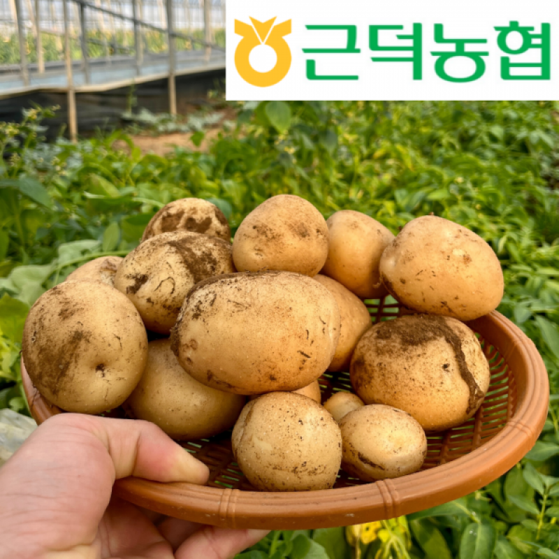 근덕농협,근덕농업협동조합,건곤드레,돌미역,누룽지,어른간식,간단식사,우리곡간식품,면역강화,기관지에좋은차,즙,기관지건강,목관리,목에좋은차,기타건강즙백도라지즙,백도라지청,햅쌀,삼척 건곤드레,자연산 돌미역,곤드레,동해안 돌미역, 고소한 누룽지,삼척 백도라지,맑은쌀,쌀4kg,10kg,20kg,건나물,건곤드레 건나물