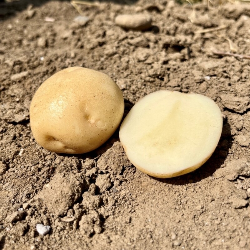 근덕농협,근덕농업협동조합,건곤드레,돌미역,누룽지,어른간식,간단식사,우리곡간식품,면역강화,기관지에좋은차,즙,기관지건강,목관리,목에좋은차,기타건강즙백도라지즙,백도라지청,햅쌀,삼척 건곤드레,자연산 돌미역,곤드레,동해안 돌미역, 고소한 누룽지,삼척 백도라지,맑은쌀,쌀4kg,10kg,20kg,건나물,건곤드레 건나물
