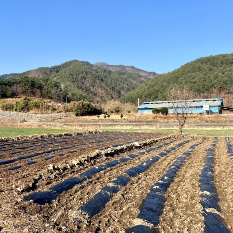 근덕농협,근덕농업협동조합,건곤드레,돌미역,누룽지,어른간식,간단식사,우리곡간식품,면역강화,기관지에좋은차,즙,기관지건강,목관리,목에좋은차,기타건강즙백도라지즙,백도라지청,햅쌀,삼척 건곤드레,자연산 돌미역,곤드레,동해안 돌미역, 고소한 누룽지,삼척 백도라지,맑은쌀,쌀4kg,10kg,20kg,건나물,건곤드레 건나물