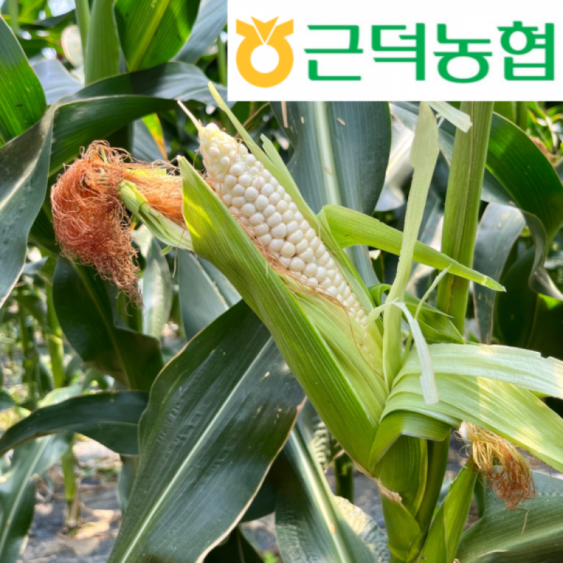 근덕농협,근덕농업협동조합,건곤드레,돌미역,누룽지,어른간식,간단식사,우리곡간식품,면역강화,기관지에좋은차,즙,기관지건강,목관리,목에좋은차,기타건강즙백도라지즙,백도라지청,햅쌀,삼척 건곤드레,자연산 돌미역,곤드레,동해안 돌미역, 고소한 누룽지,삼척 백도라지,맑은쌀,쌀4kg,10kg,20kg,건나물,건곤드레 건나물